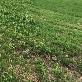 single crop and mixed cover crops in field