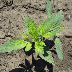 hemp showing herbicide injury