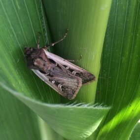 western bean cutworm moth