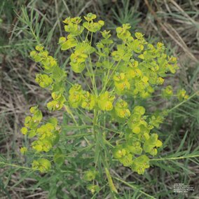 leafy spurge