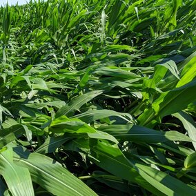 corn knocked down by high winds