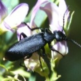 adult black blister beetle