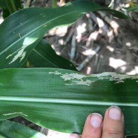corn rootworm damage on corn