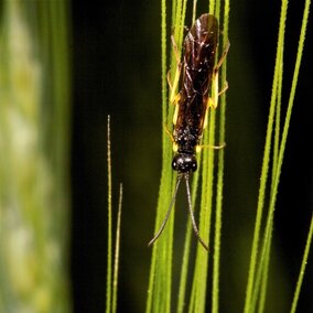 wheat stem sawfly adult