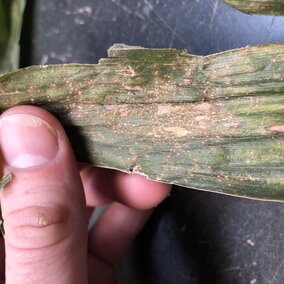 southern rust and grey leaf spot on corn