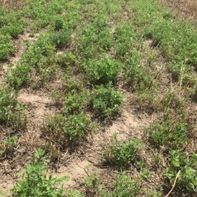 thinning alfalfa