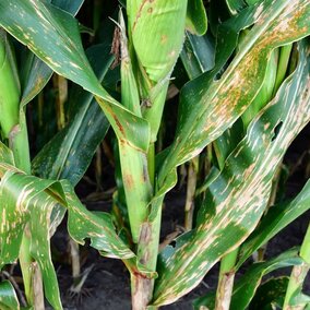 diseased corn stalk