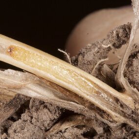 sawfly larva within its pupal chamber
