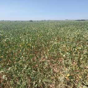 Drought stressed soybeans