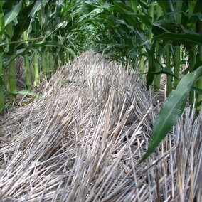 corn planted folllowing wheat