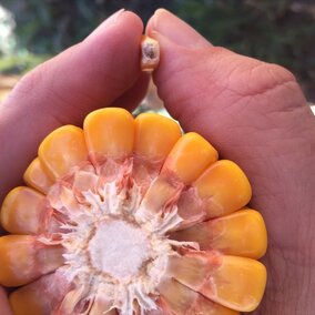 corn at black layer