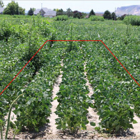 palmer amaranth research plot