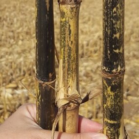 corn stalks showing stalk rot