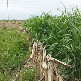 cover crops in a field