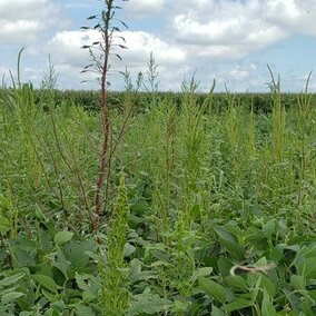 Palmer amaranth in soybean field