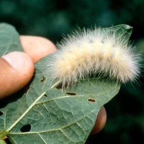 Wooly Bear