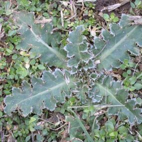 musk thistle