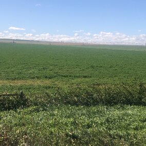 fall alfalfa field