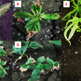 links to Industrial Hemp Varieties Exhibit the Same Tolerance Level to PRE-Herbicides