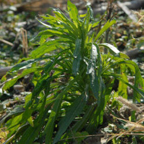 marestail