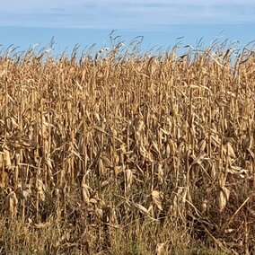corn ready for harvest