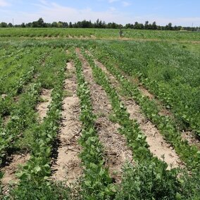dry bean field