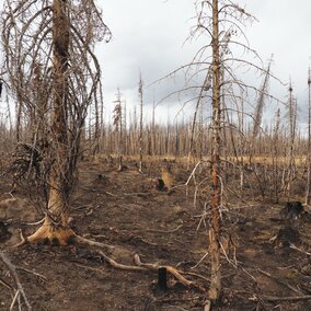 burned trees from the Mullen fire in Wyoming