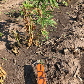 hemp showing minor herbicide injury