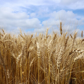 Wheat field