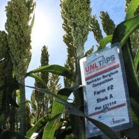 Sorghum plant in field