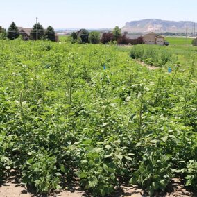 Palmer amaranth in dry beans