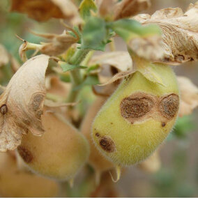 Diseased chickpea plant