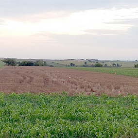 Herz farm cover crop field