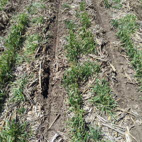 Crop planted in green cover crop