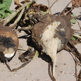 Sugar beets with root disease