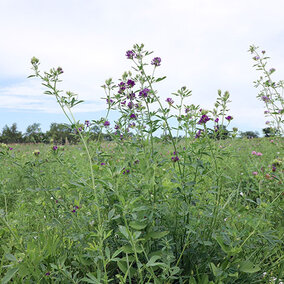 Alfalfa field