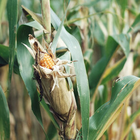 Corn field