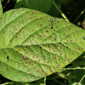 Frogeye leaf spot on soybean plant