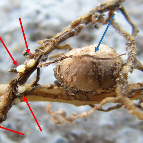 Soybean root with SCN infection