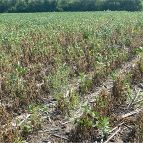 Soybean gall midge-injured field