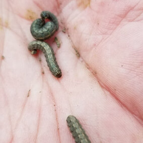 Army cutworms