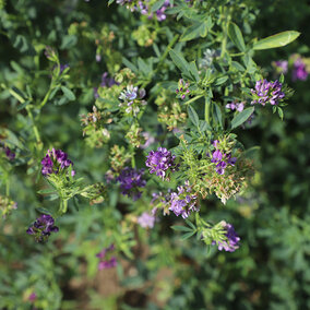 Alfalfa plant closeup