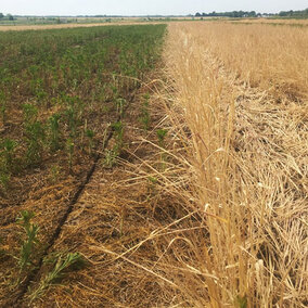 Fall seeded cover crop field