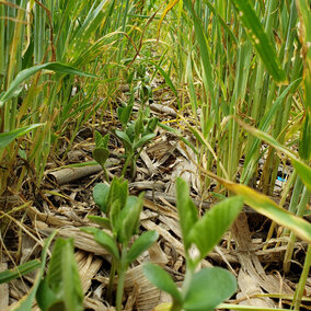 Cover crop plantings