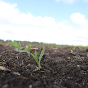 Oat seedlings in field