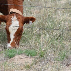 Cattle grazing pasture