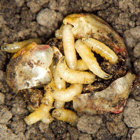 Seed corn maggots