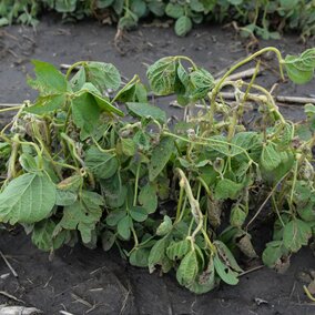 Dicamba damaged soybean plants