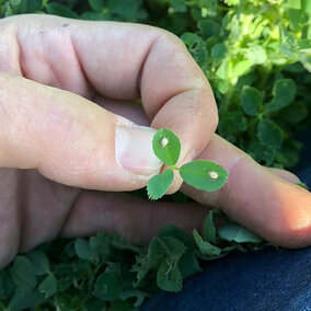 Aphid mummies on leaf