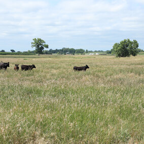 Cattle in pasture